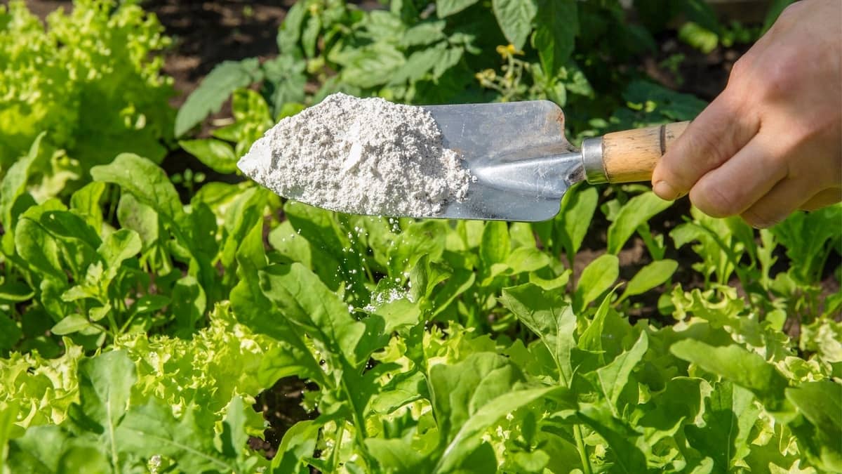 Best Way To Apply Diatomaceous Earth