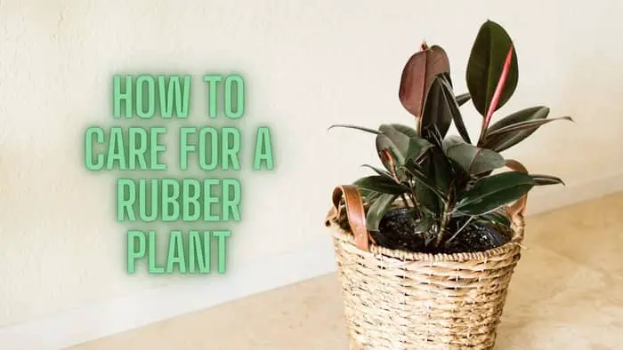  Can I cut the top off my rubber plant?