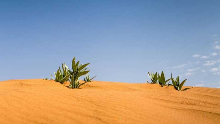  Can succulents survive drought?