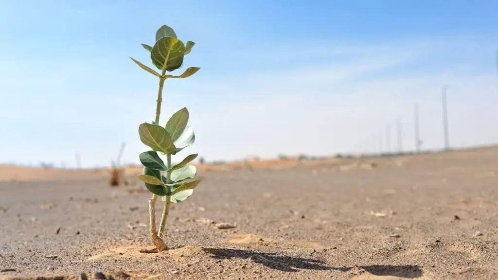 how-do-some-plants-survive-the-intense-desert-heat-and-drought