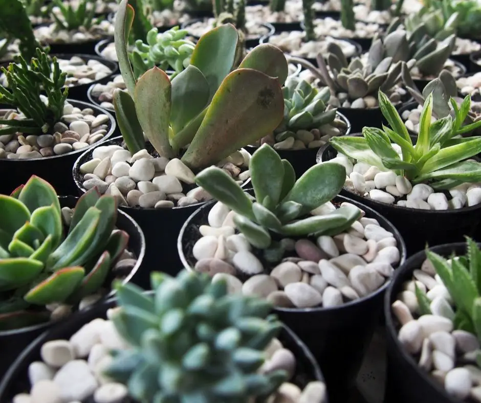 The Essential Guide to Plant Food for Succulents: Nourishing Your Desert Jewels