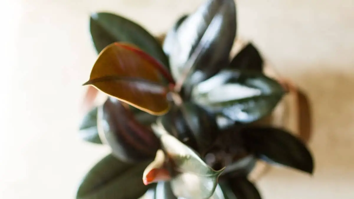 How To Make A Rubber Plant Bushy