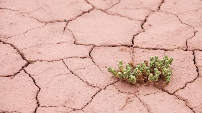  How do succulents survive in the desert?