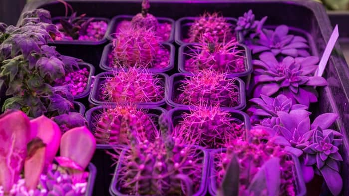  How do you know if light is too close to seedlings?