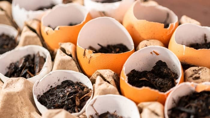  How do you prepare eggshells for plants?