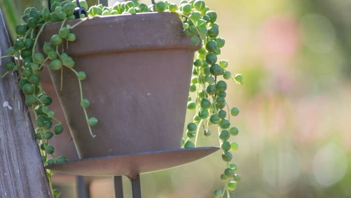  How expensive is a string of pearls plant?