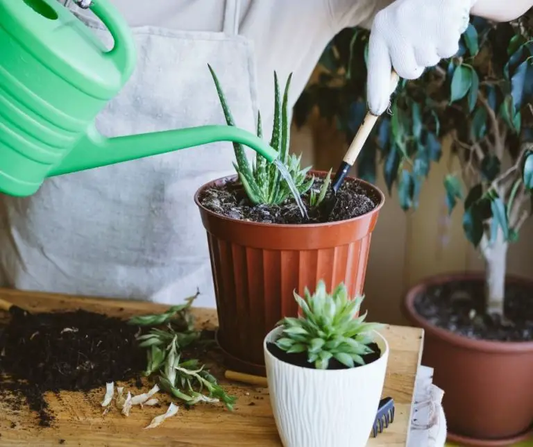 How To Transplant Succulent Succulents Help