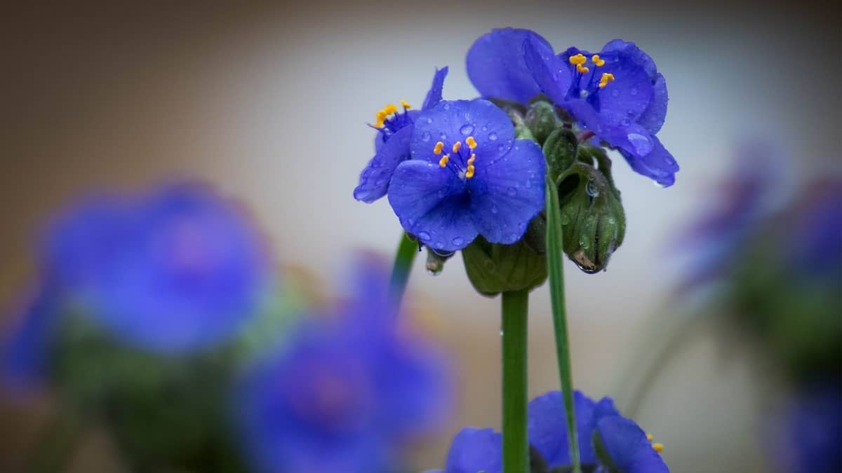 Can spiderwort grow in full shade?