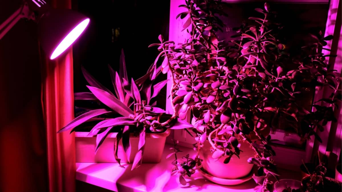 LED Grow Light Distance Seedlings