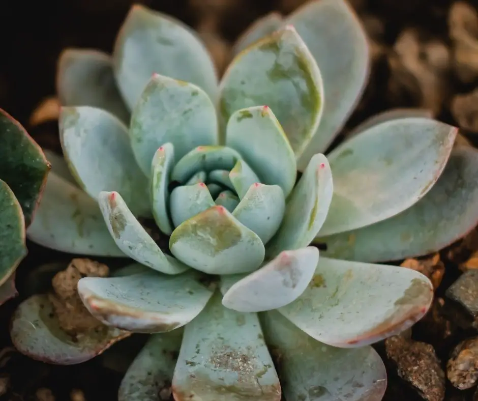 How to Propagate Bear Paw Succulents? - Succulents Help