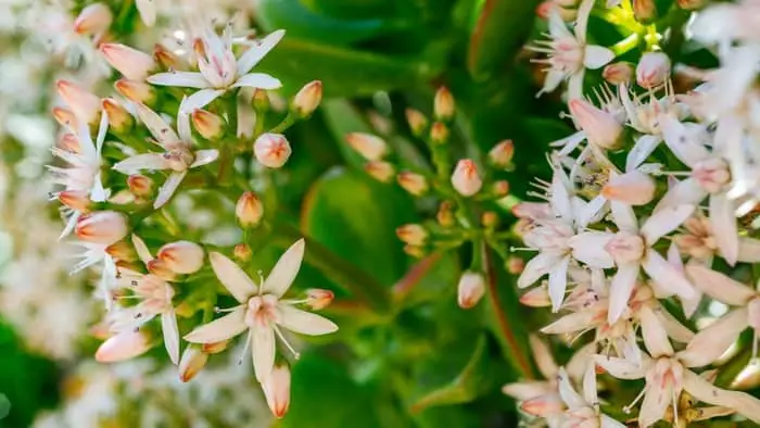 How often does a jade plant flower?