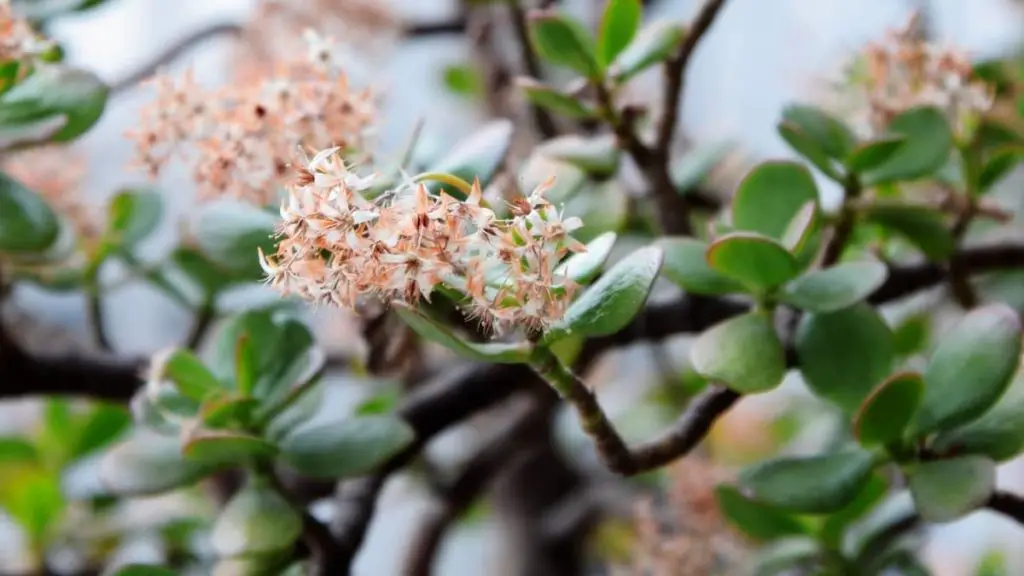 Do Jade Plants Flower? - Succulents Help