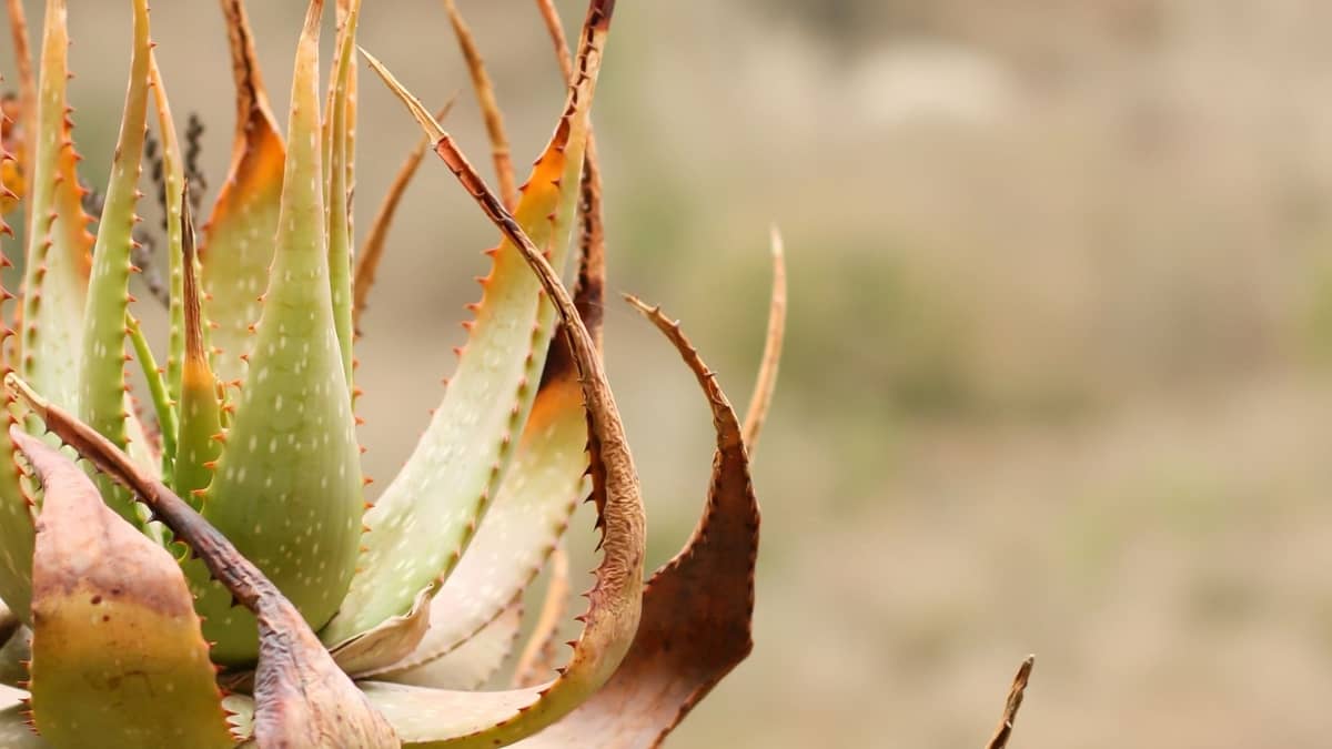 How To Revive An Aloe Plant Successfully?
