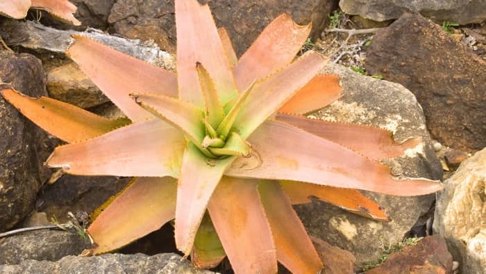 Can you save a dried out aloe vera plant?