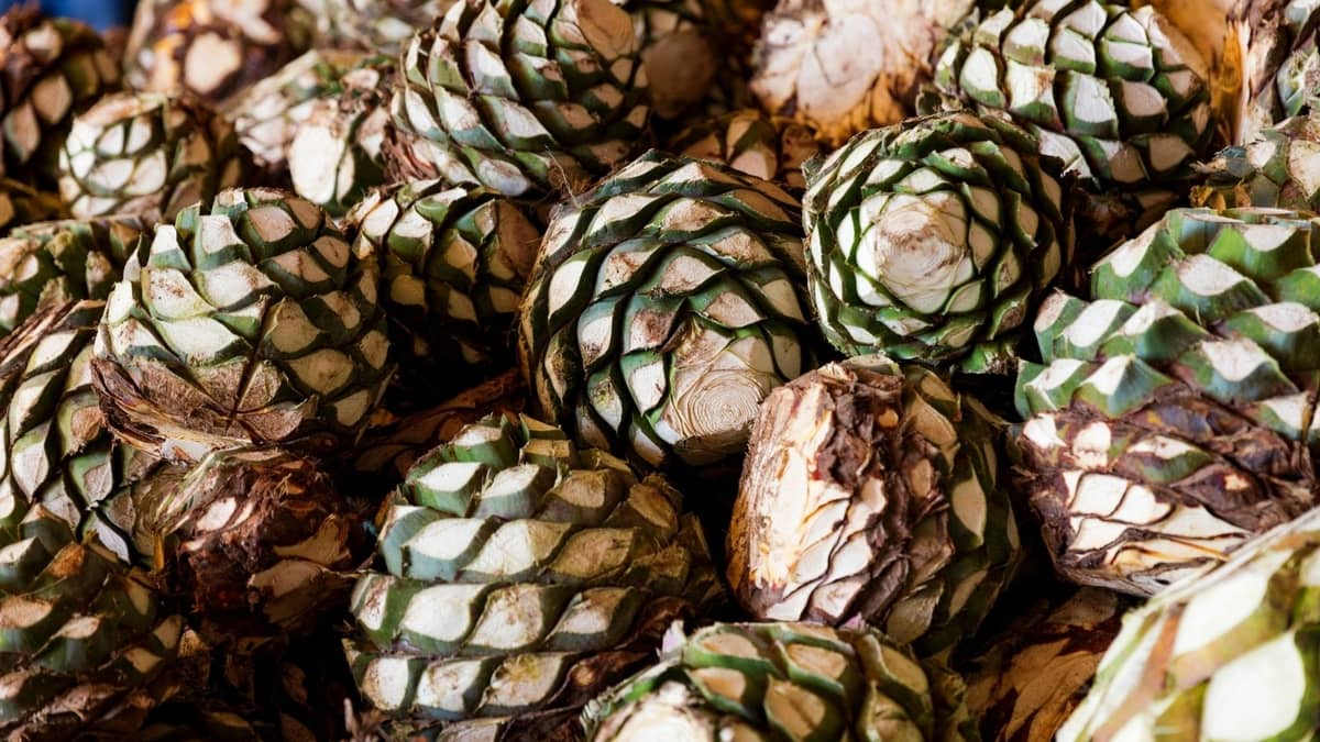 Is Agave A Fruit? - FAQs