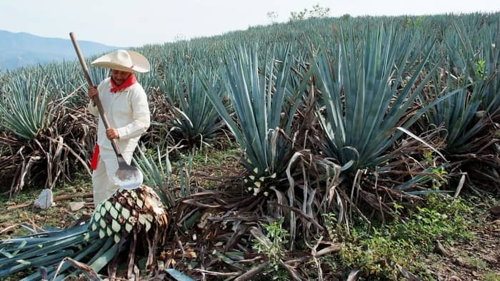 tequila agave fruit
