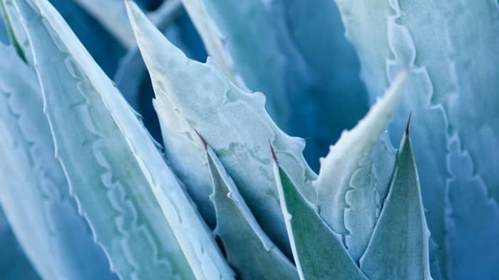 Can you eat agave fruit?