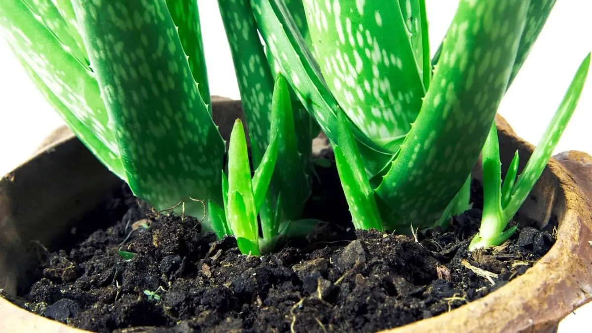 What Kind Of Soil For Aloe? - Tips For Planters