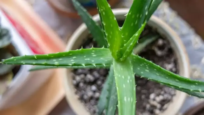 what soil to use for aloe vera