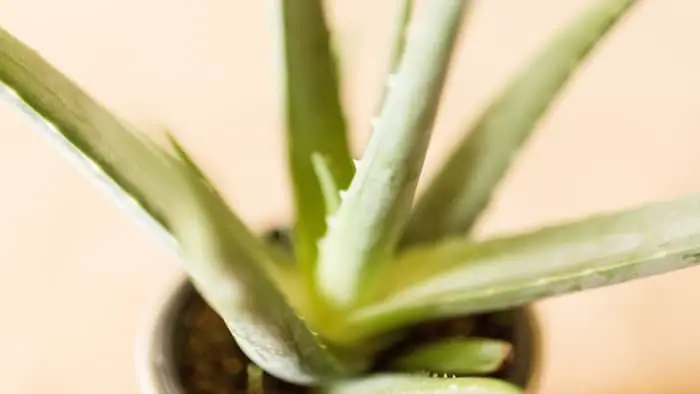 What do I do if my aloe plant is soft?