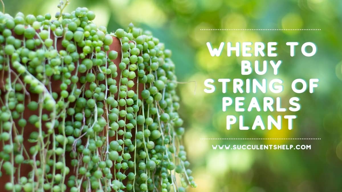 Where To Buy String Of Pearls Plant