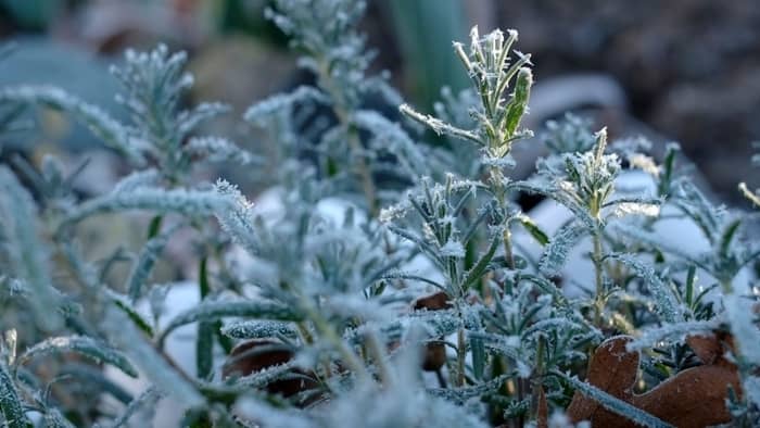  frost plants