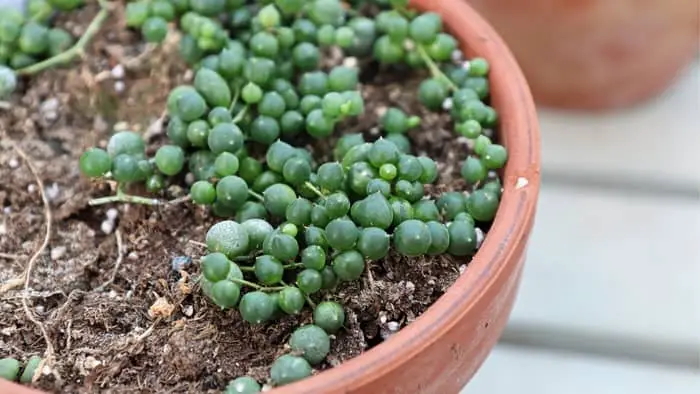  string of pearls hanging plant