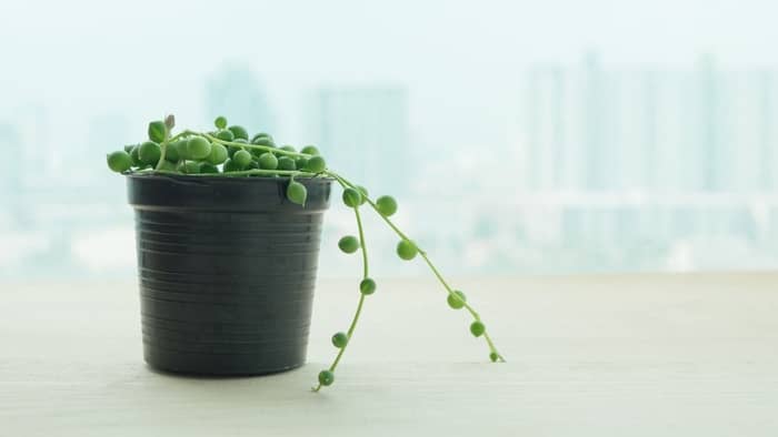  string of pearls plant online