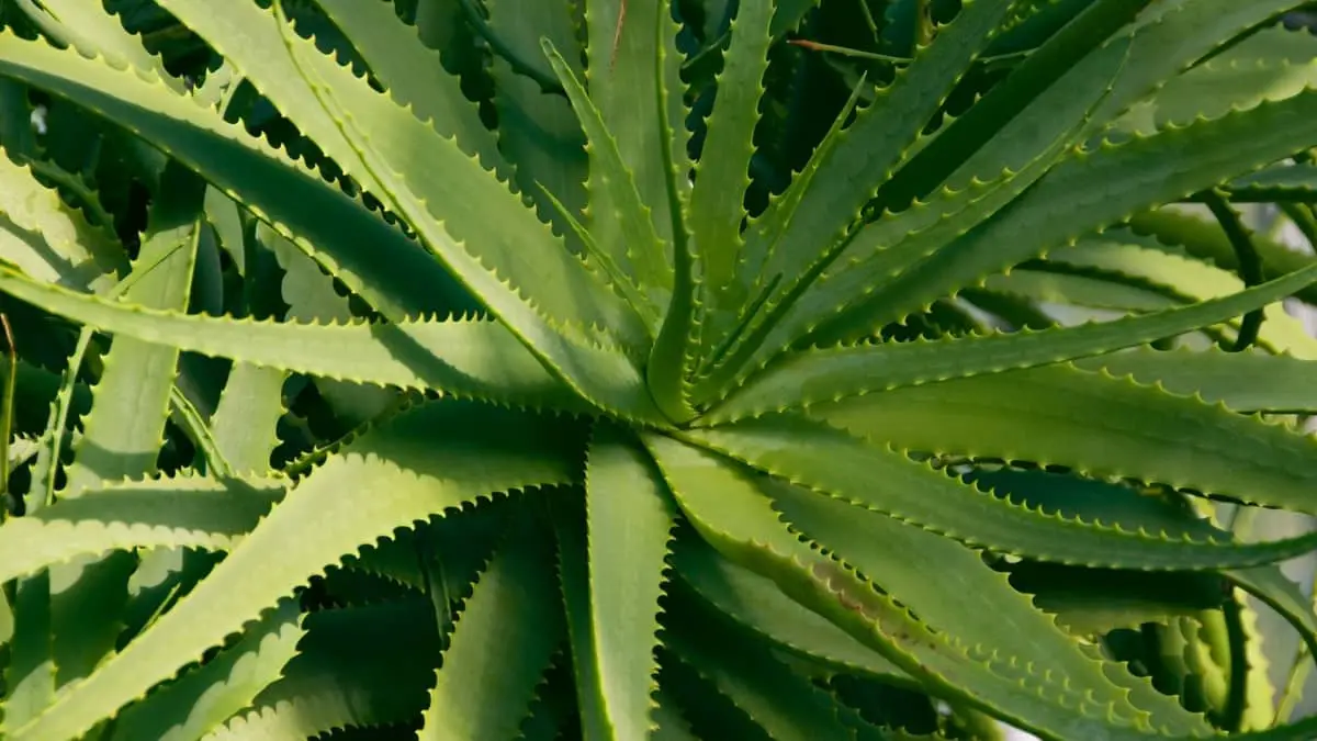 Aloe Plant Thin Leaves