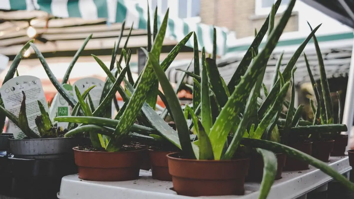 Aloe Vera Plants In Stores