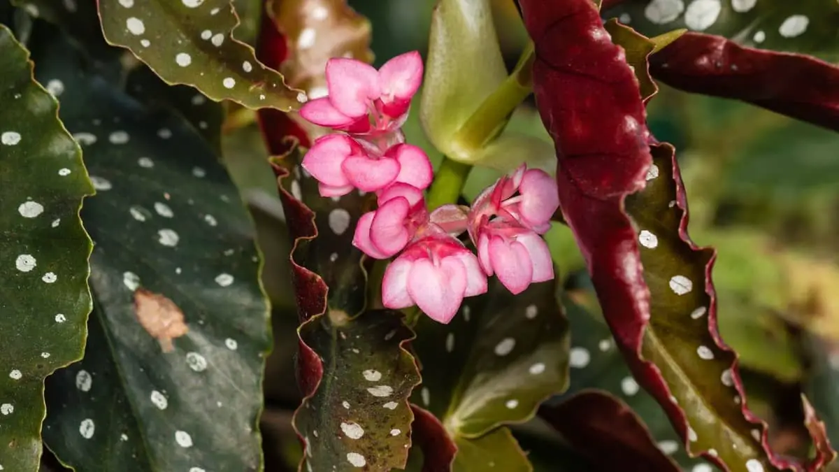 Angel Winged Begonia Care