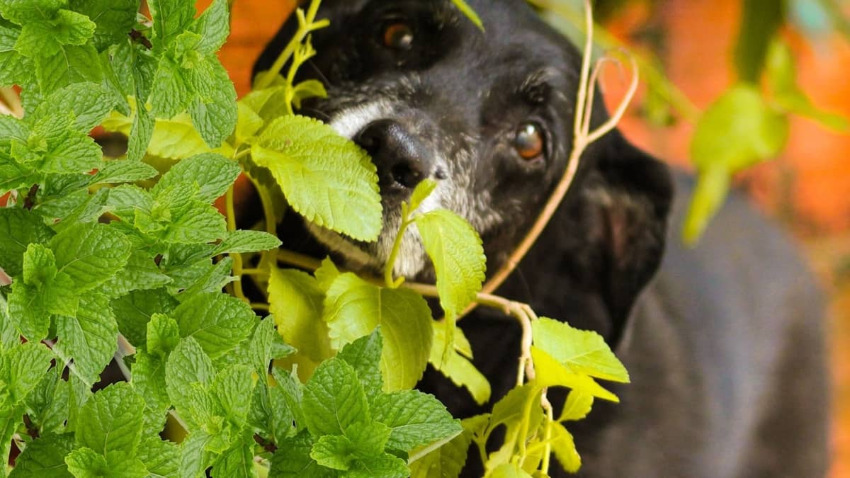 Are Mint Plants Safe For Dogs