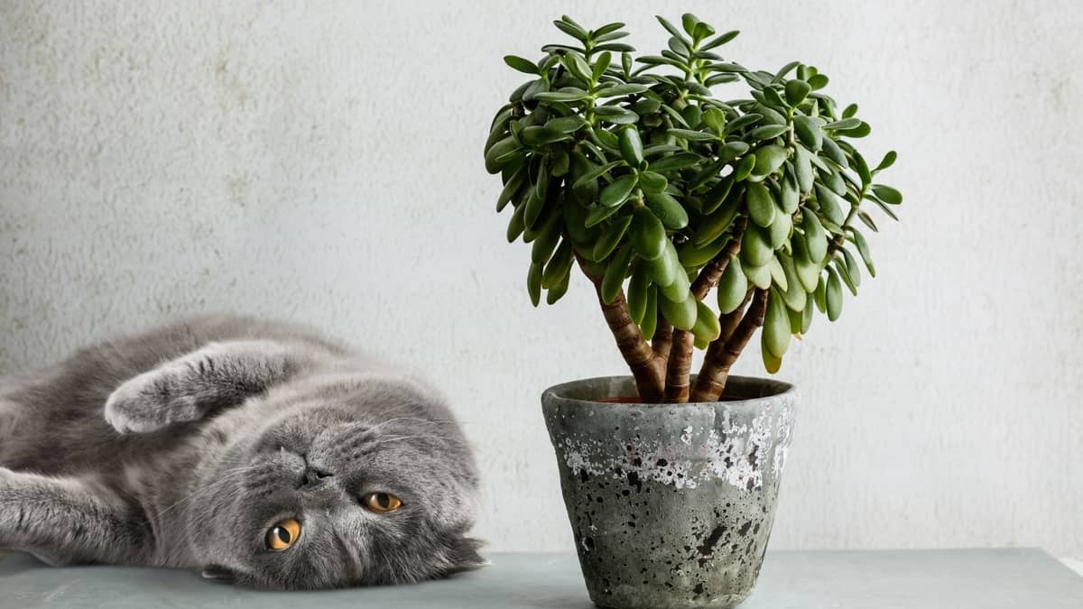 Are Money Trees Poisonous To Cats