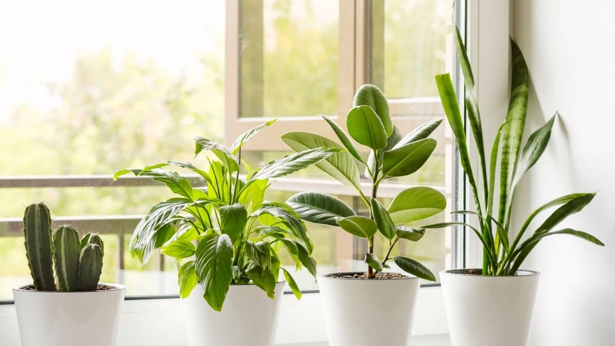 Are West-Facing Windows Good For Plants