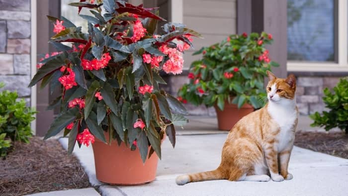  Are angel wing begonias toxic to pets?