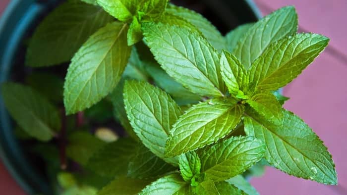  Are dogs attracted to mint plants?