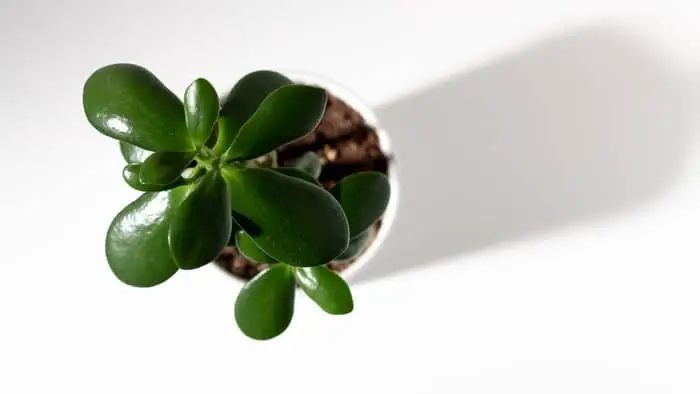  Can a jade plant live in low light?