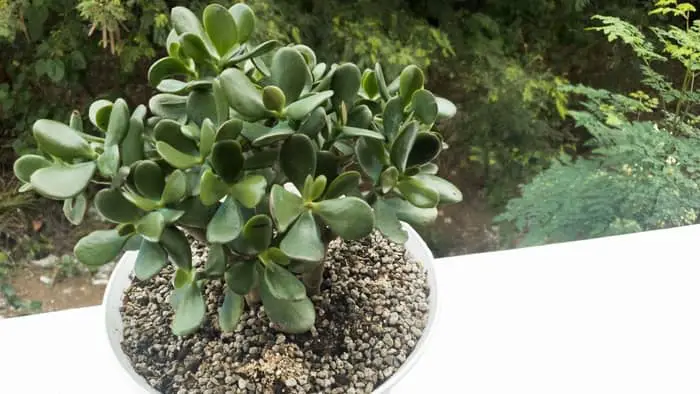  Can jade plants get too much sun?