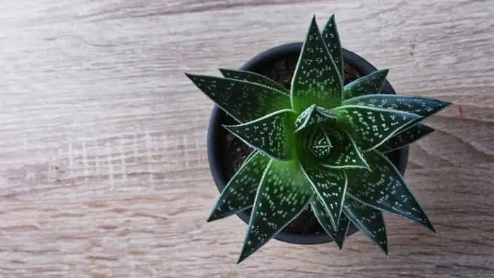  Can you grow aloe vera from store bought leaf?