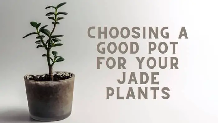  Do jade plants need pots with holes?