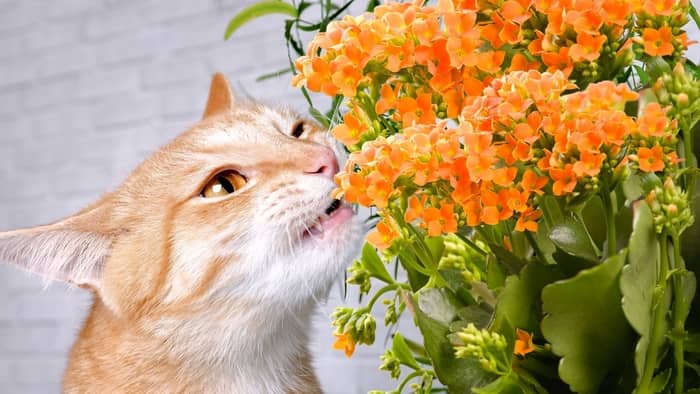  How do I keep my cat from eating poisonous plants?