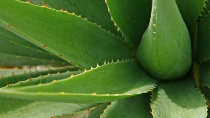  How do I know if my aloe plant is rotting?