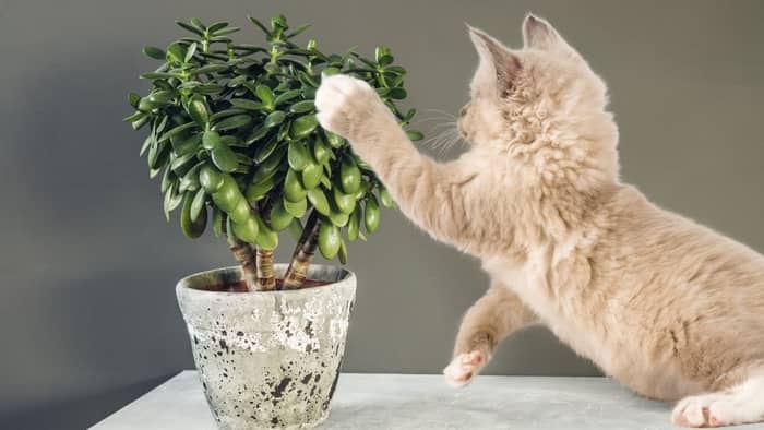  How do you keep a cat out of a money tree?