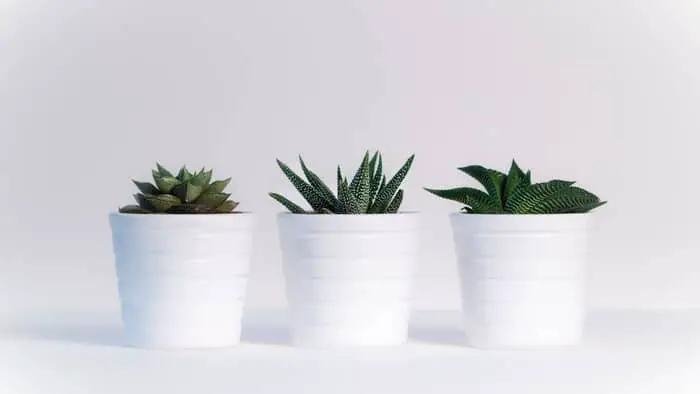 How do you revive a succulent without leaves?