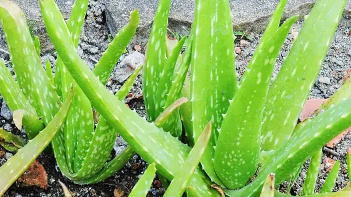  How firm should aloe leaves be?