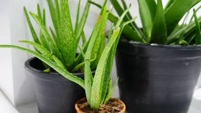  How much does an aloe vera plant cost?