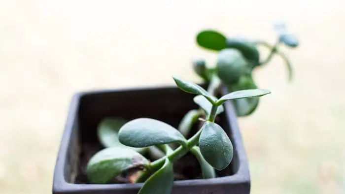  How much light does a jade plant need indoors?