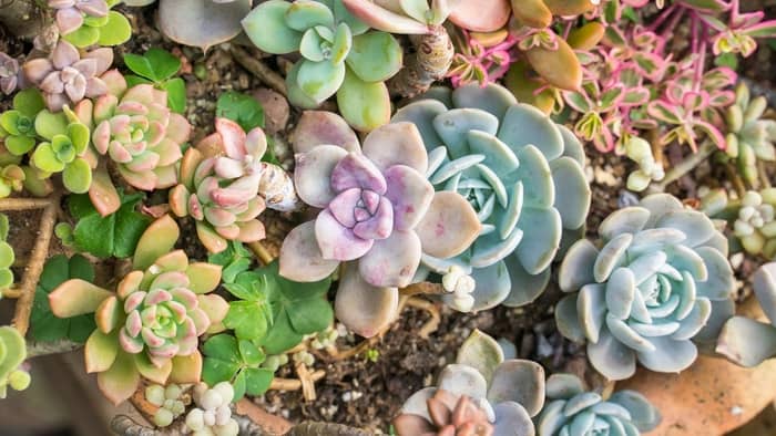  Is coffee grounds good for succulents?