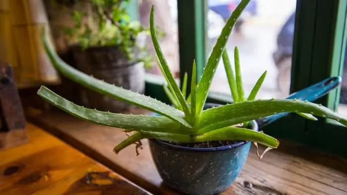  Should aloe leaves be upright?