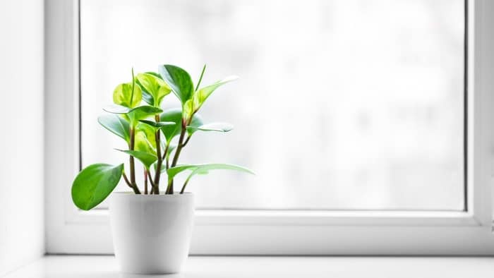  What facing window is best for plants?